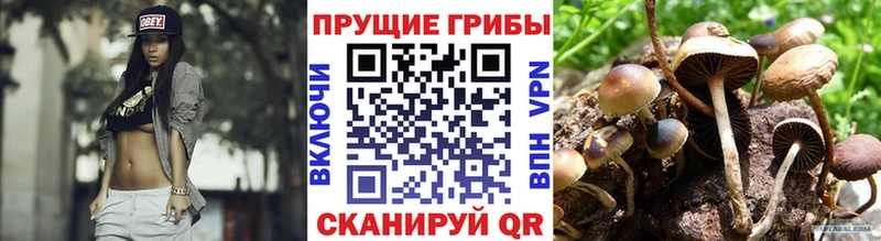Галлюциногенные грибы Psilocybine cubensis  Сланцы 